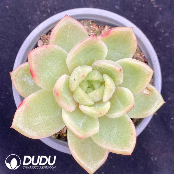 09536D90201.jpg Echeveria Glamour - Image 1