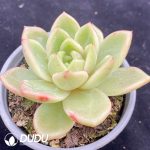 Echeveria Glamour - Image 2