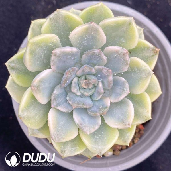 Echeveria Tinkerbell Variegated Clustering - Image 1