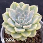 Echeveria Tinkerbell Variegated Clustering - Image 2