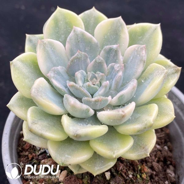 Echeveria Tinkerbell Variegated Clustering - Image 2