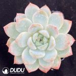 Echeveria Yuze