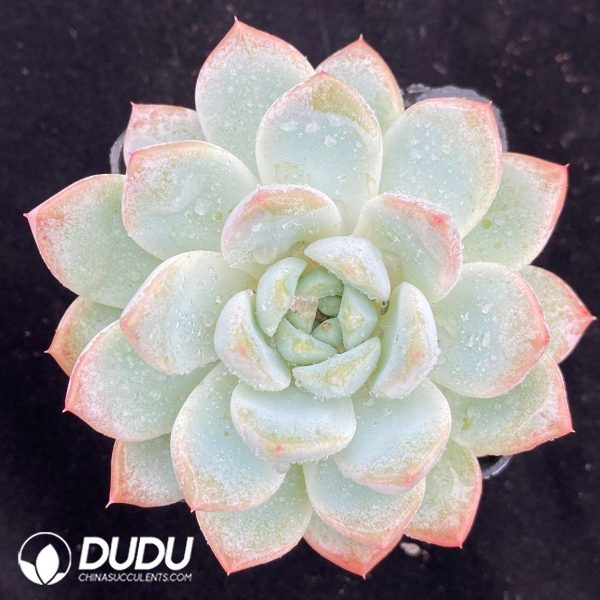 09538D70201.jpg Echeveria Yuze - Image 1