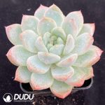 Echeveria Yuze - Image 2