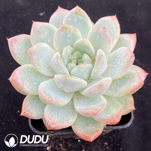 Echeveria Yuze - Image 2