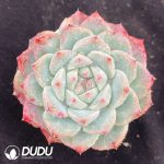 Echeveria Git
