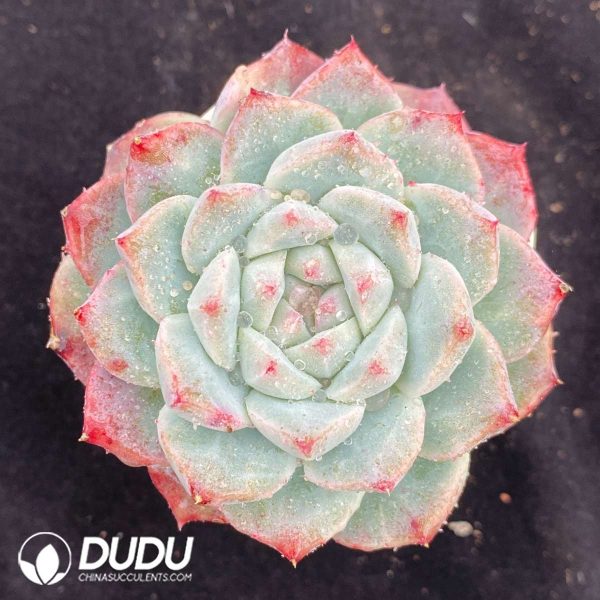 09539D70201.jpg Echeveria Git - Image 1