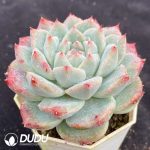 Echeveria Git - Image 2