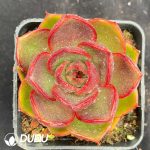Echeveria Red Light