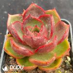 Echeveria Red Light - Image 2