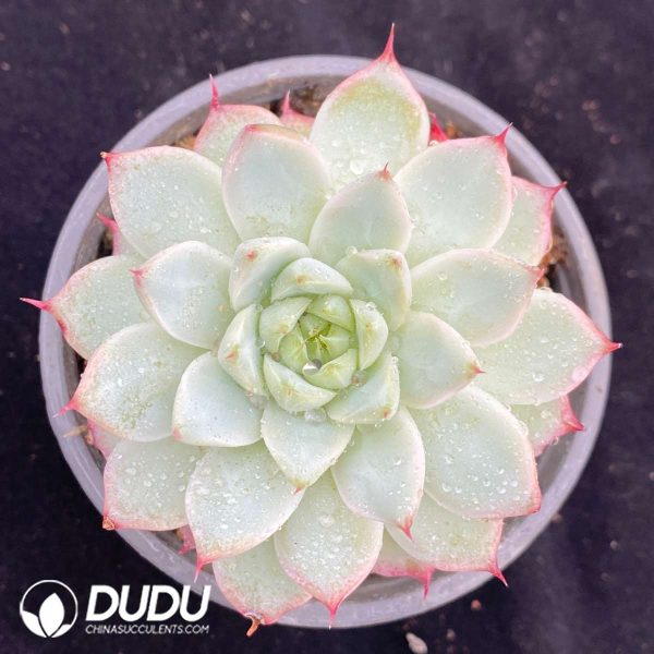 09541D90201.jpg Echeveria Pink Paw - Image 1