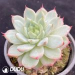 Echeveria Pink Paw - Image 2