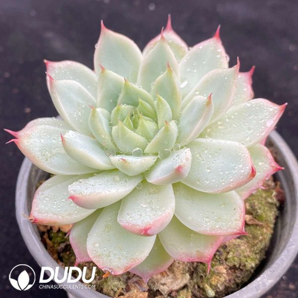 Echeveria Pink Paw - Image 2