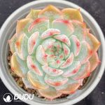 Echeveria Pirate