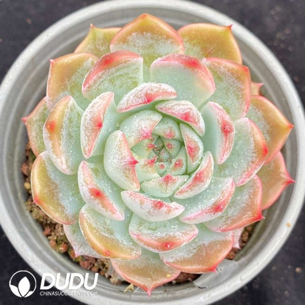 Echeveria Pirate - Image 1