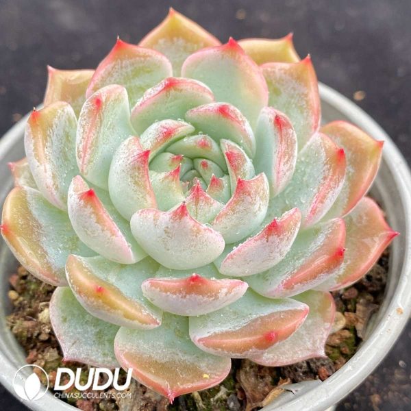 Echeveria Pirate - Image 2