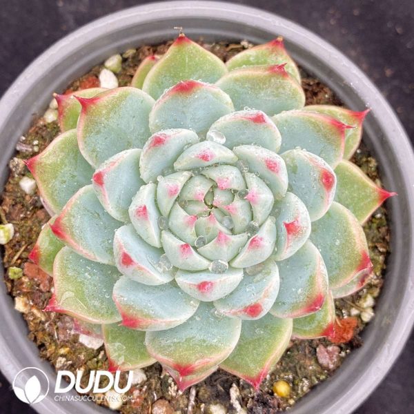 09543D90201.jpg Echeveria Taoyao - Image 1