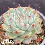 Echeveria Taoyao - Image 2