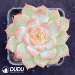Echeveria Rock Sugar Crysta