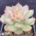 Echeveria Rock Sugar Crysta - Image 2