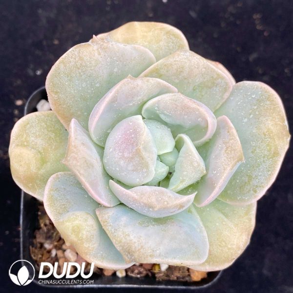 Echeveria Lovely Rose - Image 1
