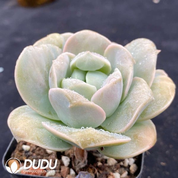 Echeveria Lovely Rose - Image 2