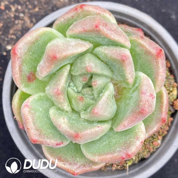 09546D90201.jpg Echeveria Little Elf - Image 1