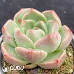 Echeveria Little Elf - Image 2