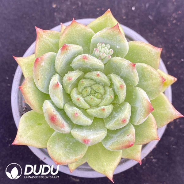 09547D90201.jpg Echeveria Snow Mountain - Image 1