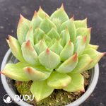 Echeveria Snow Mountain - Image 2