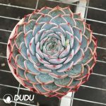 Echeveria Pirate