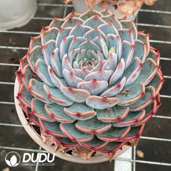Echeveria Pirate - Image 2