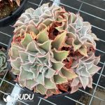 Echeveria Madiba Clustering