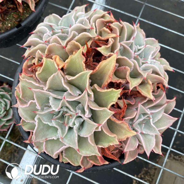 Echeveria Madiba Clustering - Image 1