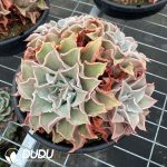 Echeveria Madiba Clustering - Image 2