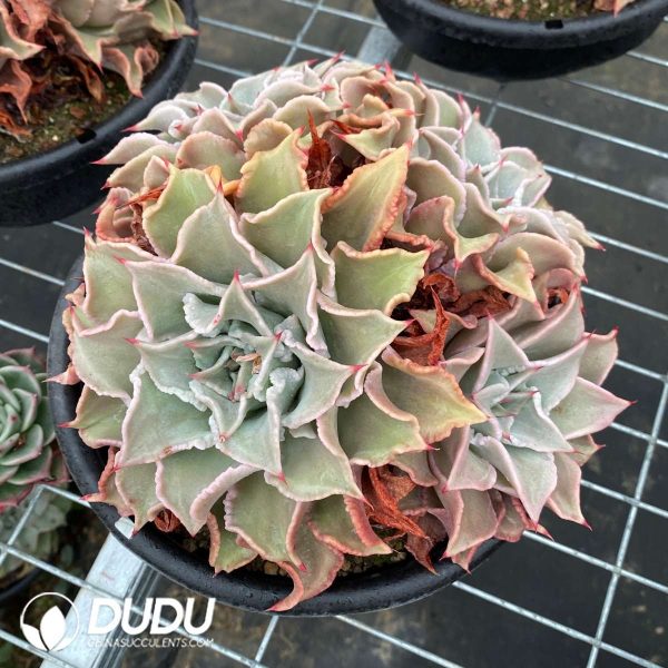 Echeveria Madiba Clustering - Image 2
