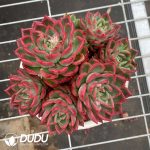 Echeveria Flora Clustering
