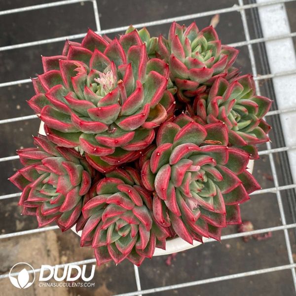 09550D150201.jpg Echeveria Flora Clustering - Image 1
