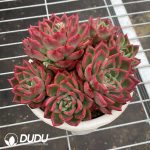 Echeveria Flora Clustering - Image 2