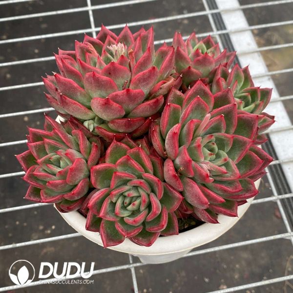 Echeveria Flora Clustering - Image 2