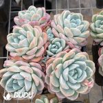 Echeveria Ice Green Clustering