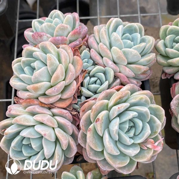 09551D160201.jpg Echeveria Ice Green Clustering - Image 1