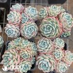 Echeveria Ice Green Clustering - Image 2