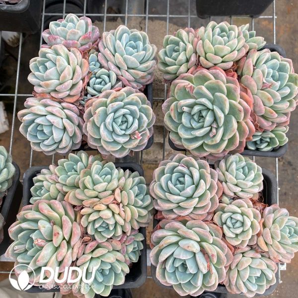 Echeveria Ice Green Clustering - Image 2