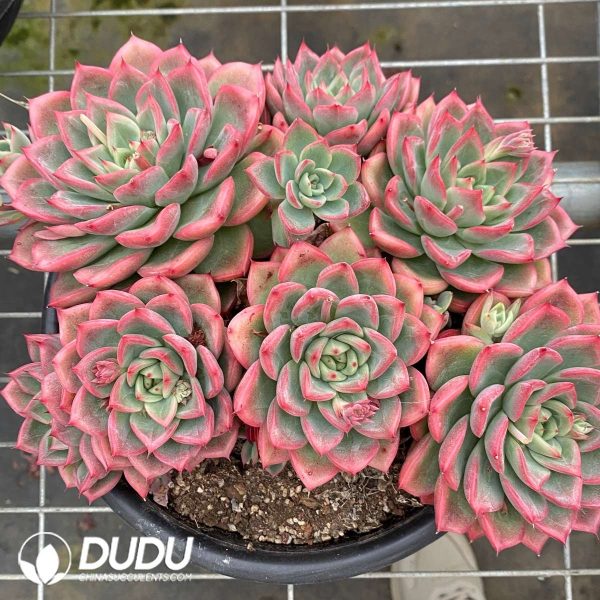 09552D180201.jpg Echeveria Flora Clustering - Image 1