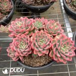 Echeveria Flora Clustering - Image 2