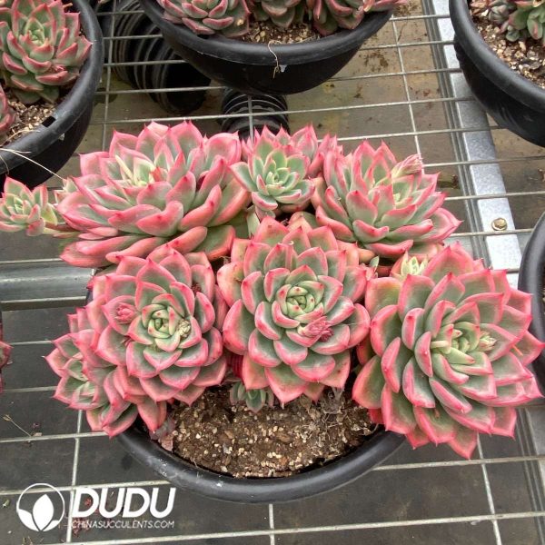 Echeveria Flora Clustering - Image 2