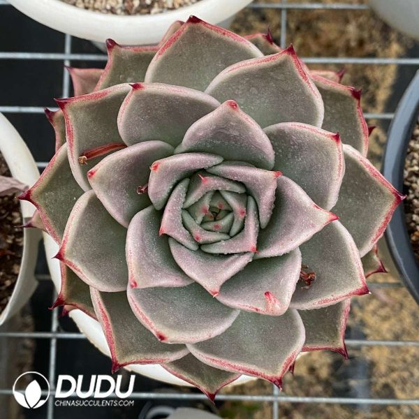09553D150201.jpg Echeveria Star - Image 1