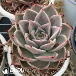 Echeveria Star - Image 2