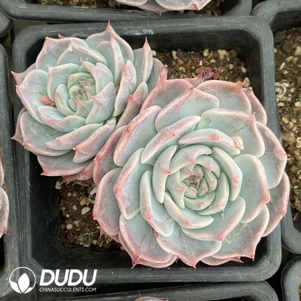 09554D120201.jpg Echeveria Pikachu Double Heads - Image 1